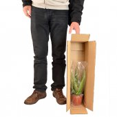 Immagine di 'Anthurium andraeanum - altezza 65 cm'