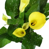 Immagine di 'Calla gialla - altezza 40 cm'