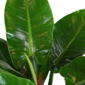 Immagine di 'Philodendron Imperial Green - altezza 60 cm'