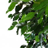 Immagine di 'Ficus Benjamin - altezza 1 m'
