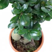 Immagine di 'Bonsai Ficus Ginseng - altezza 40 cm'