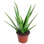 Aloe Vera - altezza 40 cm
